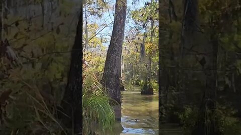 Honey Island Swamp