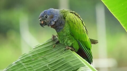 Papagaio de cabeça azul - MARITACA DA CABEÇA AZUL