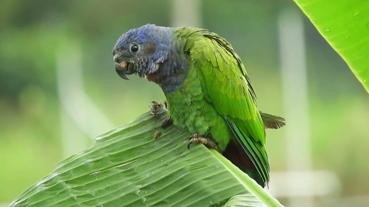 Papagaio de cabeça azul - MARITACA DA CABEÇA AZUL