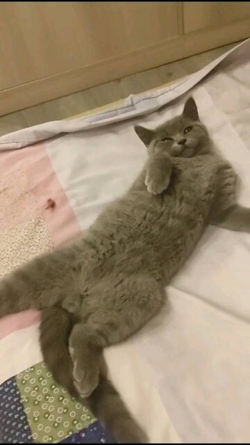 Cutest Cat 😻😻😻