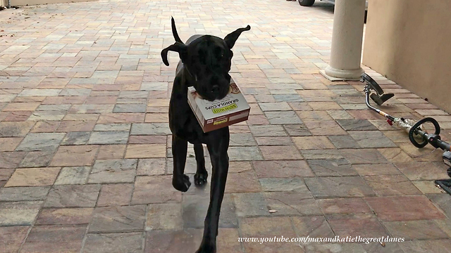 Great Dane puppy learns how to deliver groceries