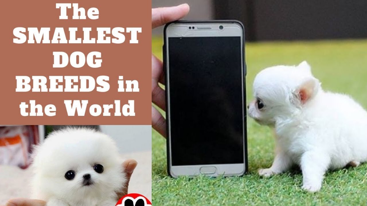 Smallest dogs in the World 😱😍💘