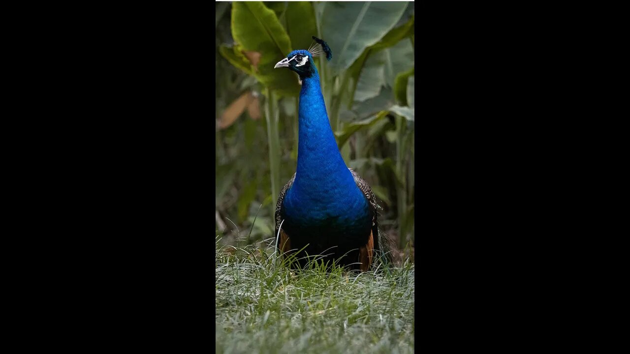 Peacocks R so COOL!