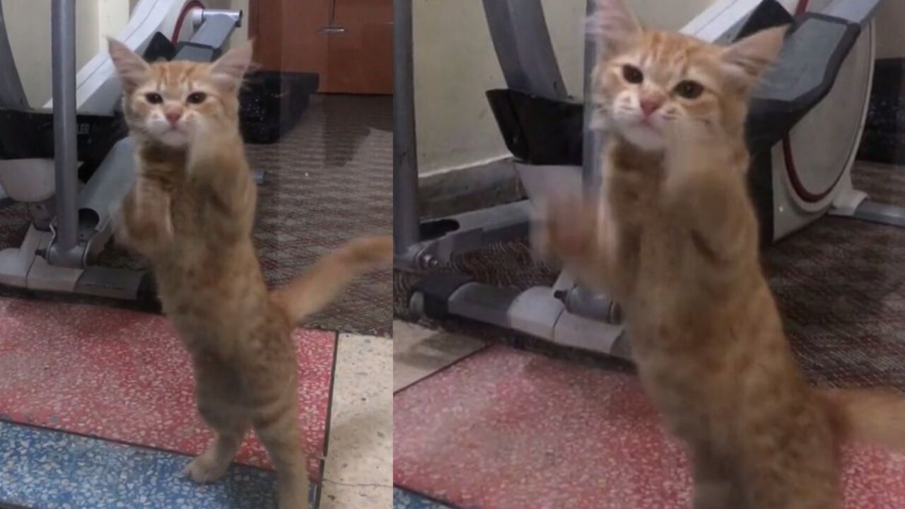 Again dance my kitten is so funny cat