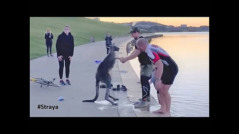 Kangaroo Shake Hands with Humans after being Saved (Australia)