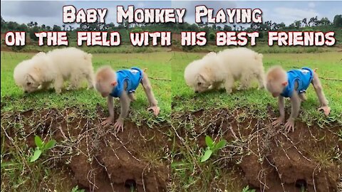 Baby Monkey Playing on the field with his best friends
