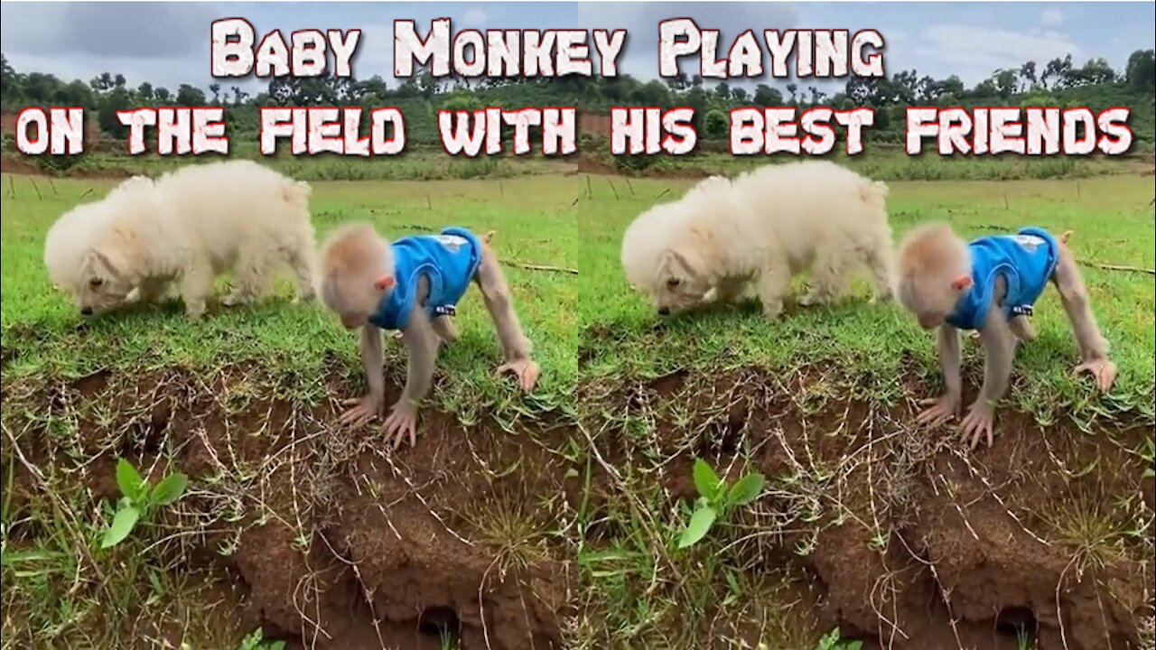 Baby Monkey Playing on the field with his best friends