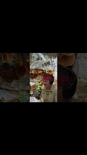 Why do they use smoke when collecting the Mad Honey in Nepal? Joe Rogan & Sonny