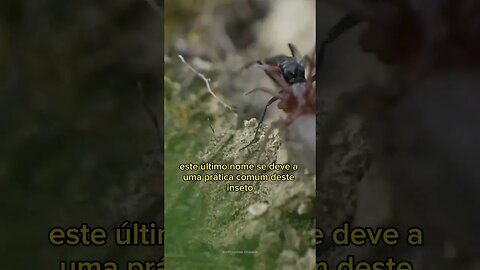 A picada mais dolorosa - Caçador de Aranha (Marimbondo) #compostagem