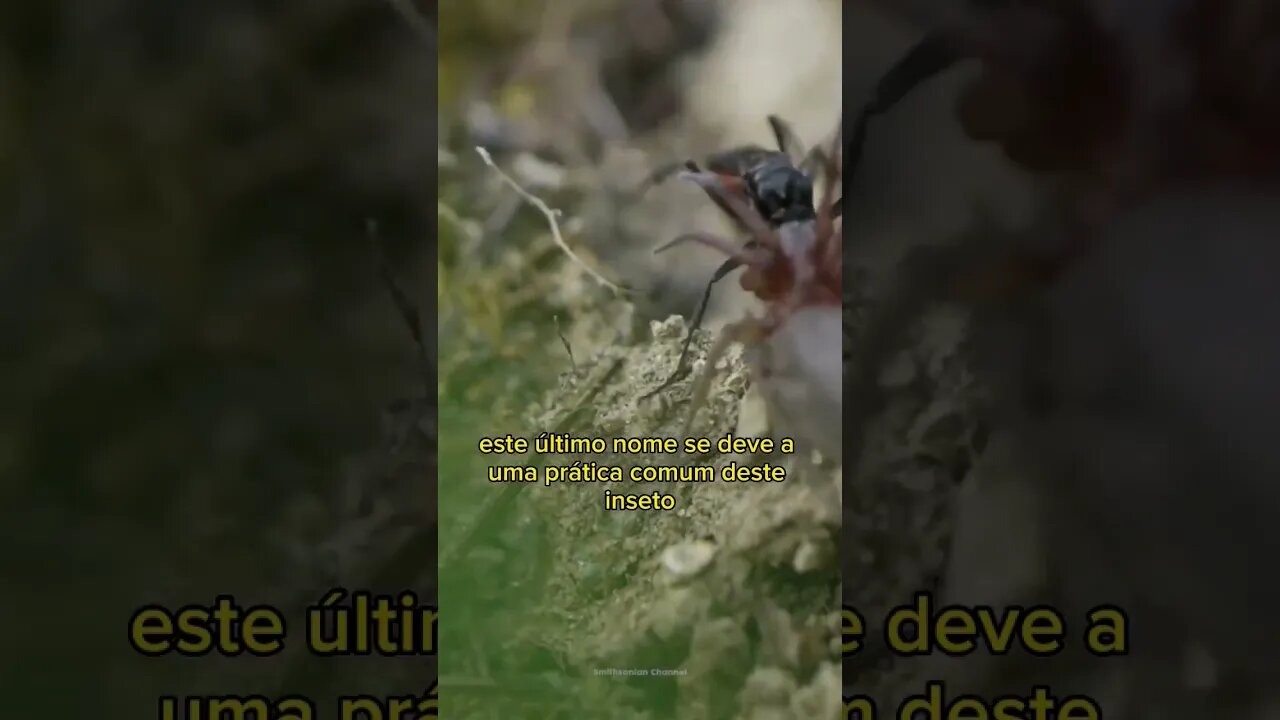 A picada mais dolorosa - Caçador de Aranha (Marimbondo) #compostagem