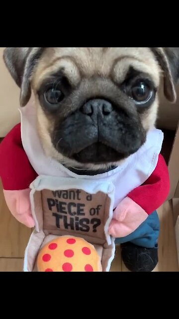 Pug is ready to become a pizza delivery driver!