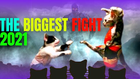 #4- 🐱 Cats crazy 🥊 Fighting of 🙀2021