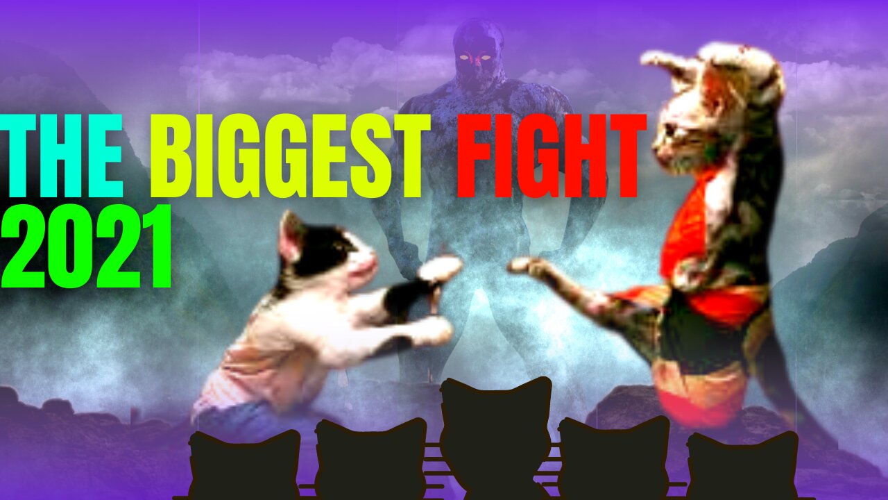 #4- 🐱 Cats crazy 🥊 Fighting of 🙀2021