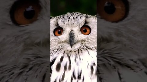 Cute White Eagle Owl