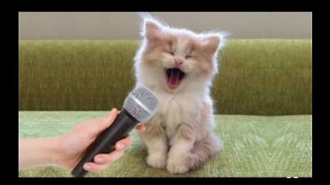 Funniest Cat And Dogs 😂 Funny Animal Videos 2022