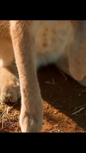 Wild Animals and Big cats