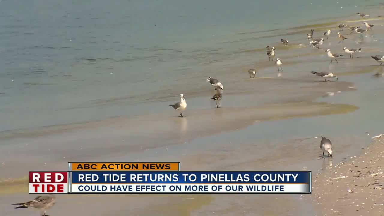 Red Tide returns to Pinellas County