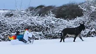 Alguma vez viu um trenó insuflável puxado por um burro?