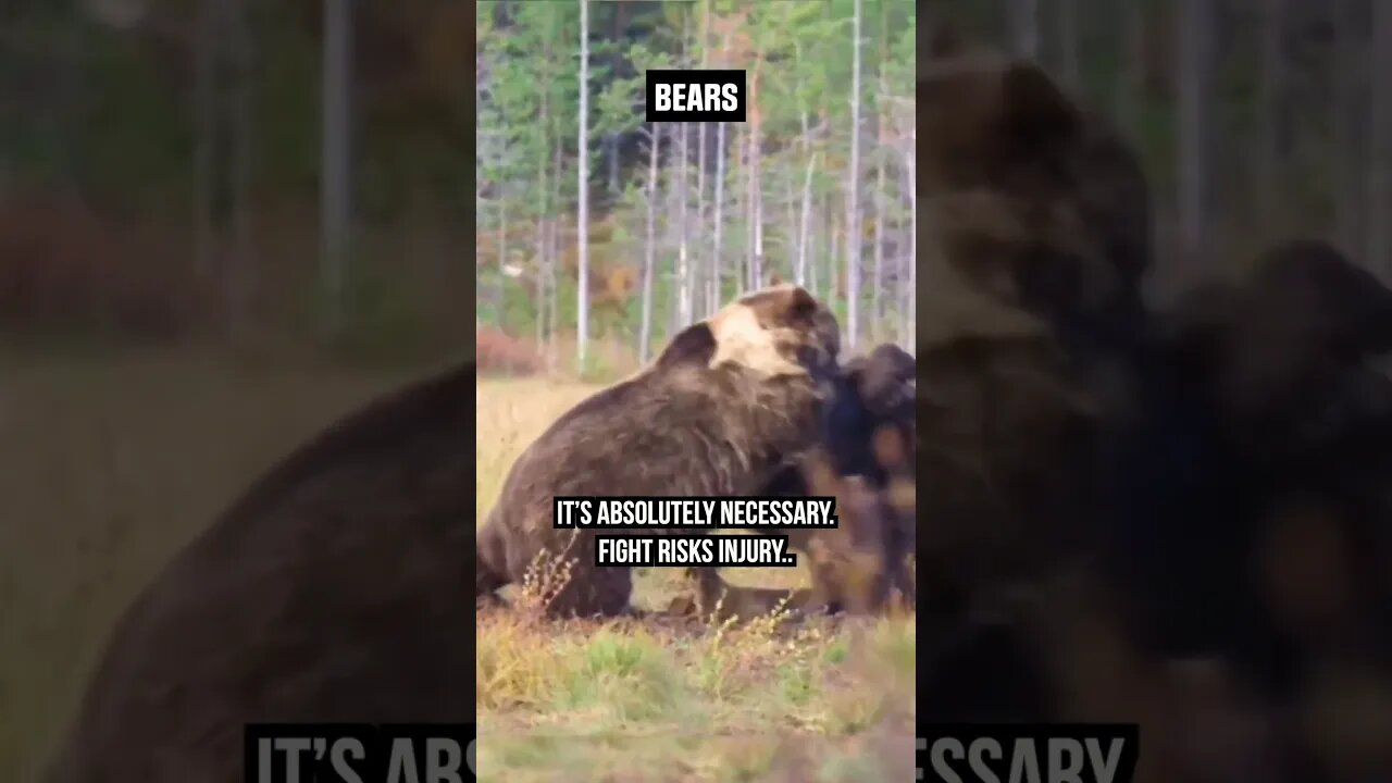 When BEARS ENGAGE in a Fight! #Bears #bearfight #Fights #wildlife