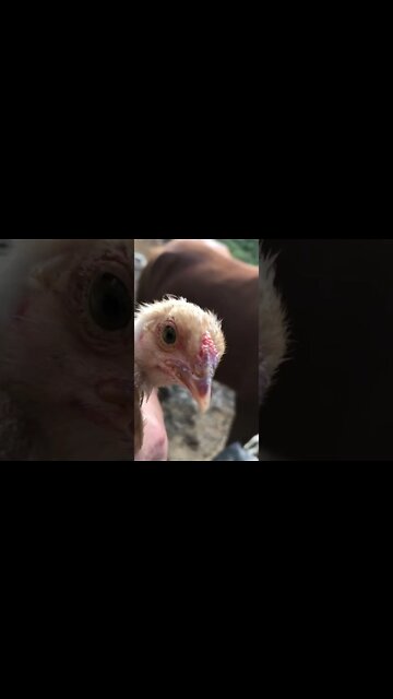 Meet Mrs Sid our 6 week chick 🐥