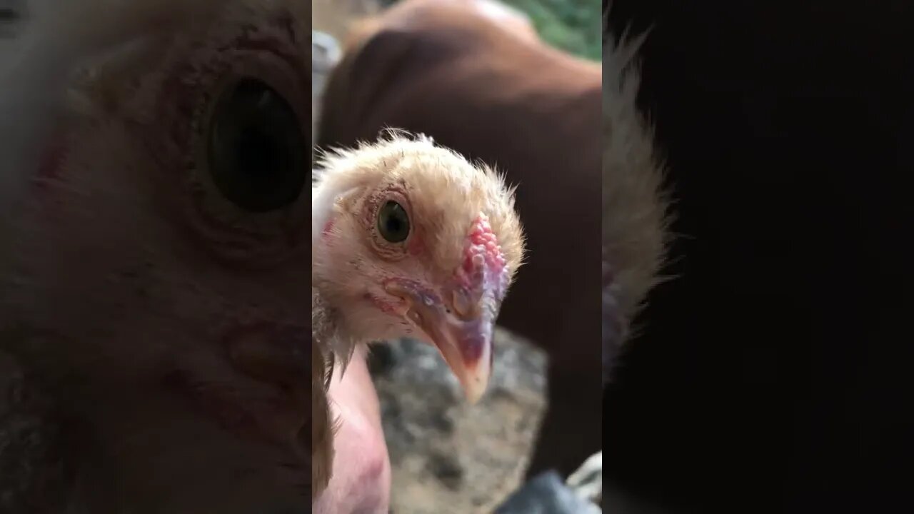 Meet Mrs Sid our 6 week chick 🐥