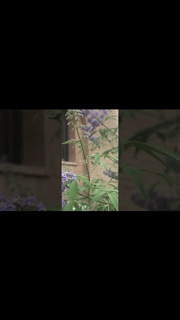 Violet #ofwkuwait #spreadloveandhappiness