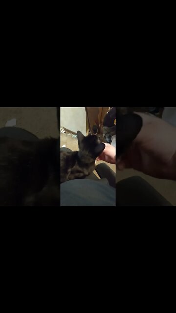 kitty lap sits #shortsvideo #shorts #shortsfeed