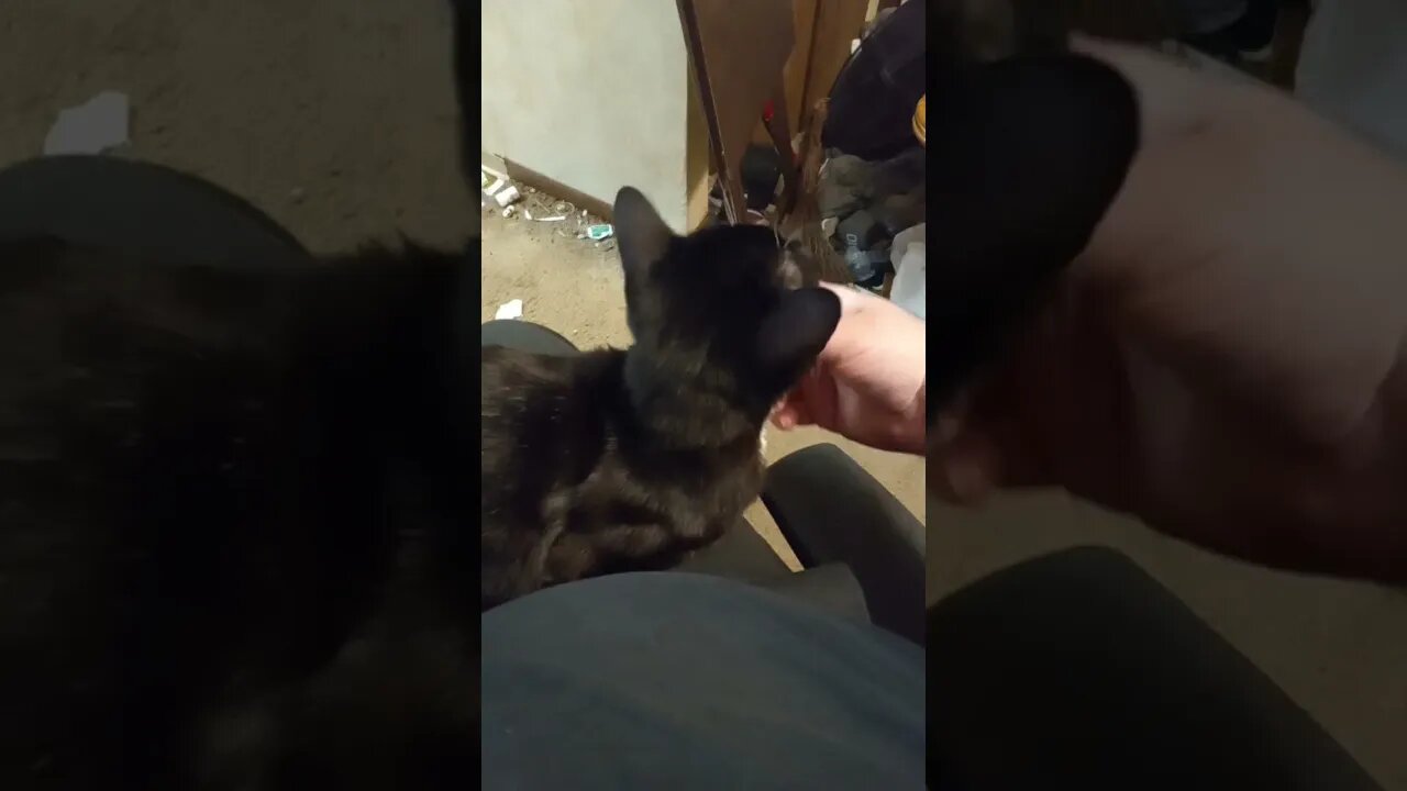 kitty lap sits #shortsvideo #shorts #shortsfeed