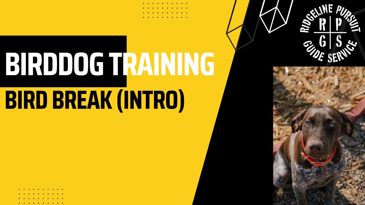 Birddog Training - Bird break with Hank (intro to birds)