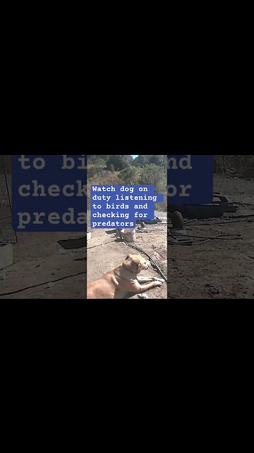 Farm surveillance. Watch dog protects free range birds