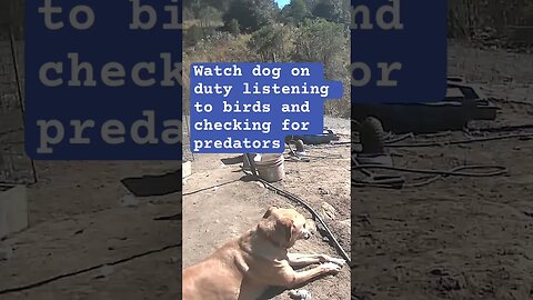 Farm surveillance. Watch dog protects free range birds