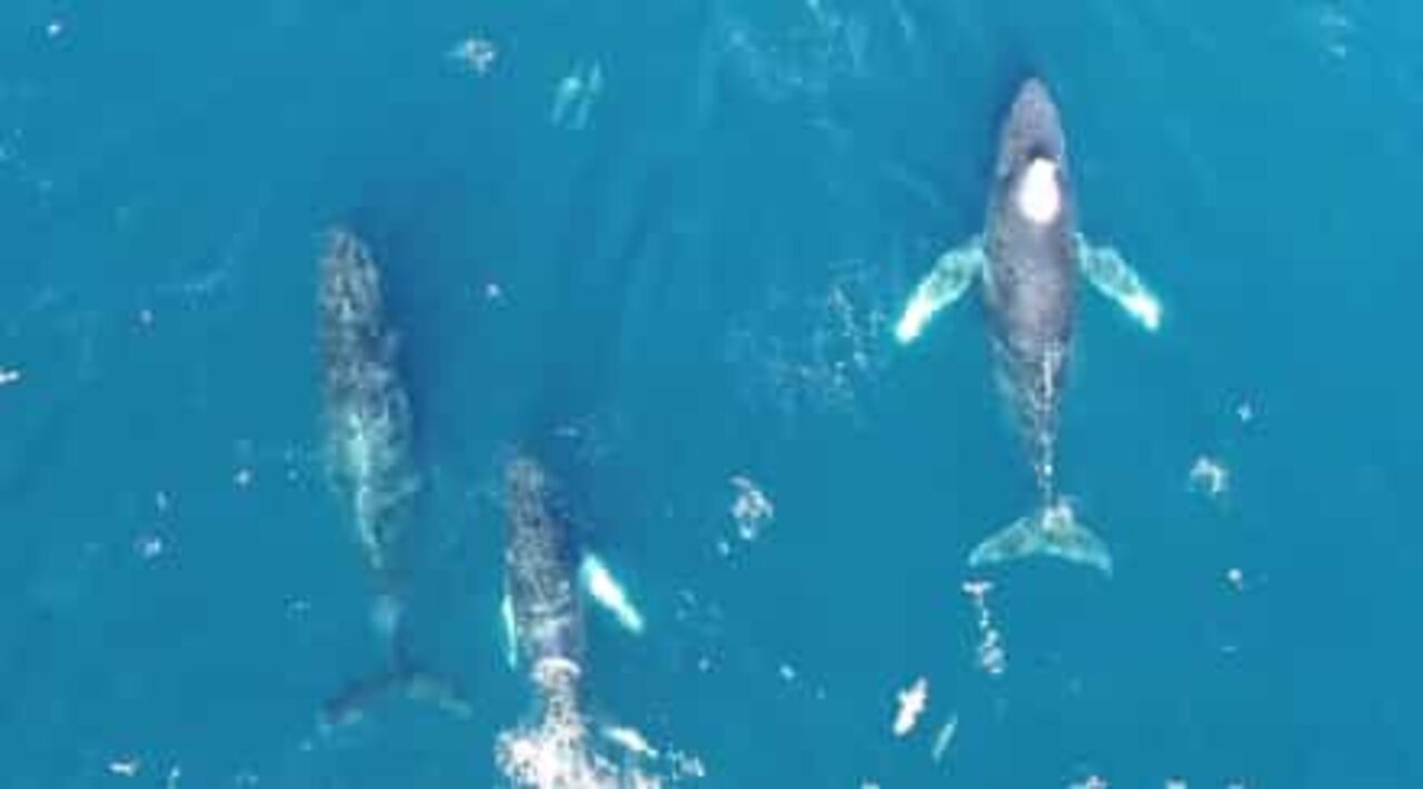 Humpback whales spotted off the coast of California