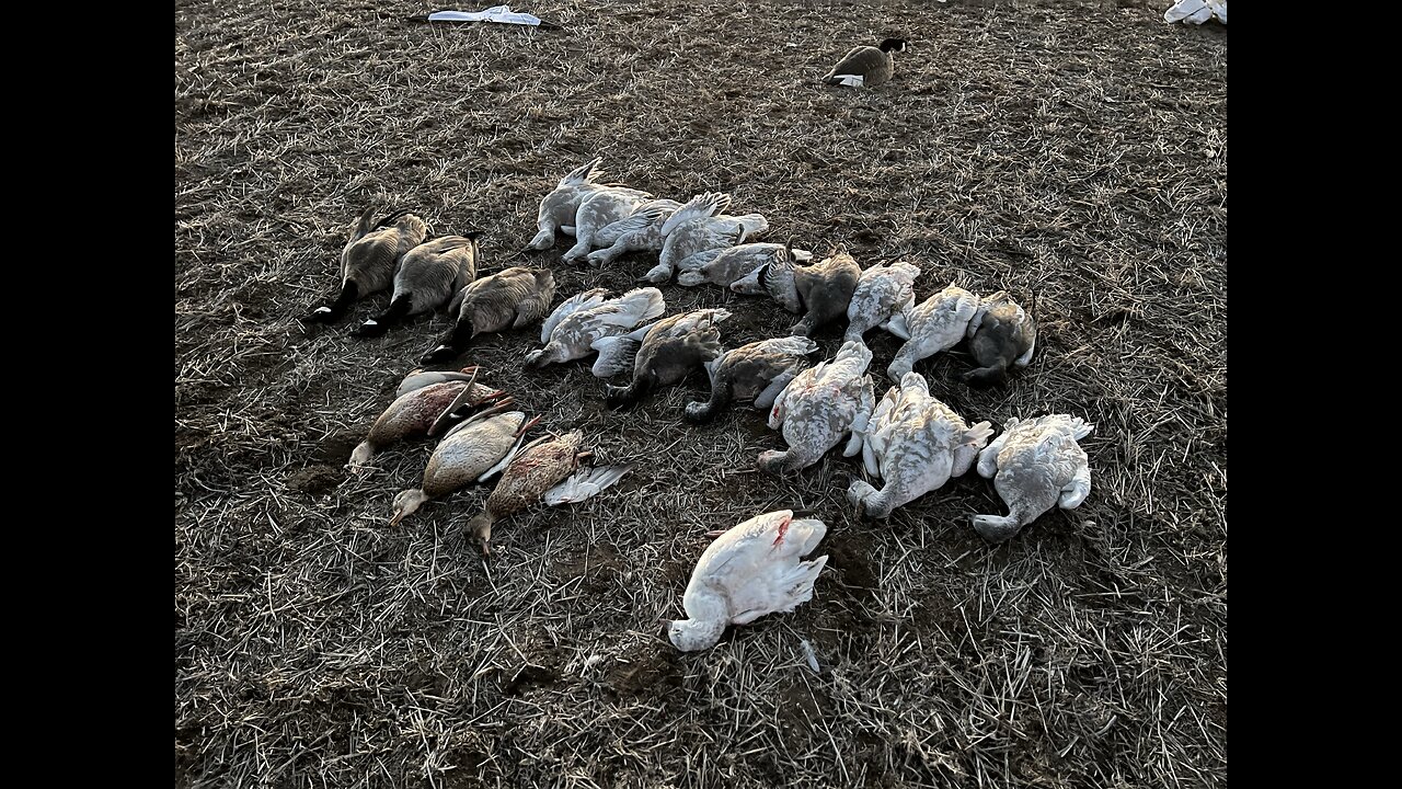 Josh gets into the Snows and Ducks