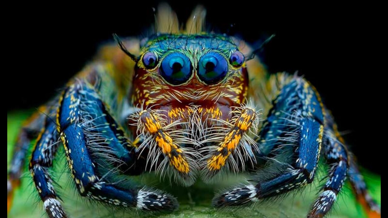 things you didn't know about spiders