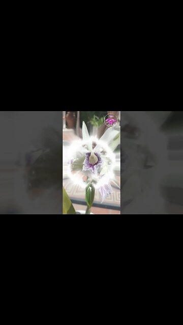 🧚🏻‍♂️🪄🙆🏼‍♀️ Magical Cattleya purpurata var. Werkhäuseri FRAGRANT Orchid Blooms