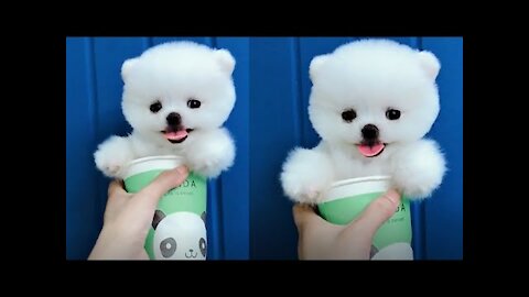 Tik Tok Puppies 🐶 Cute and Funny Dog Videos Compilation 2022