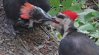 Pileated Woodpecker Feeding And Pecking Trees