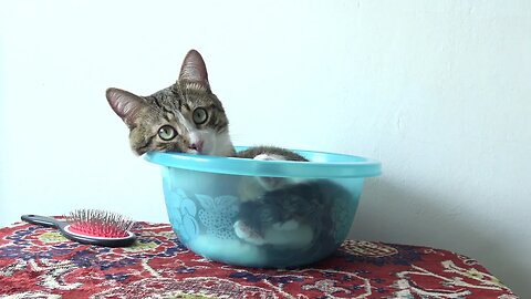 This Cat Fits into a Small Basin