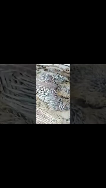 Baby Roller Pigeon #pigeon #trending #shortvideo #birds #animals