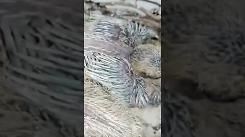 Baby Roller Pigeon #pigeon #trending #shortvideo #birds #animals