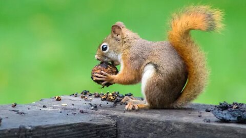 Gray Squirrel Noise - Squirrel sounds