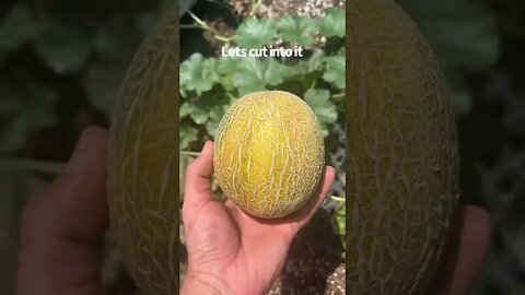 Growing cantaloupe in a 100 gallon grow bag. #shorts