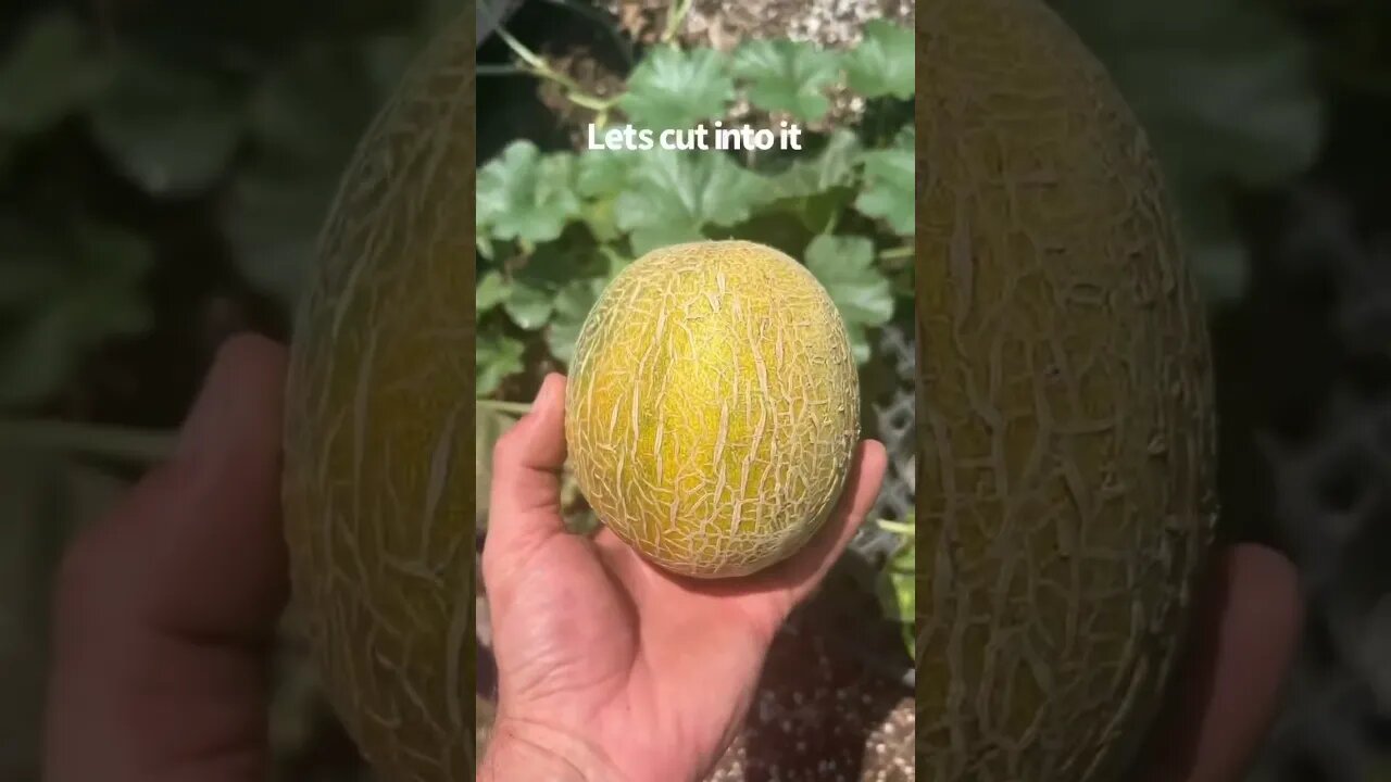Growing cantaloupe in a 100 gallon grow bag. #shorts