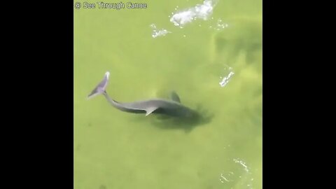 Dolphins Speed & Agility Is Surprising