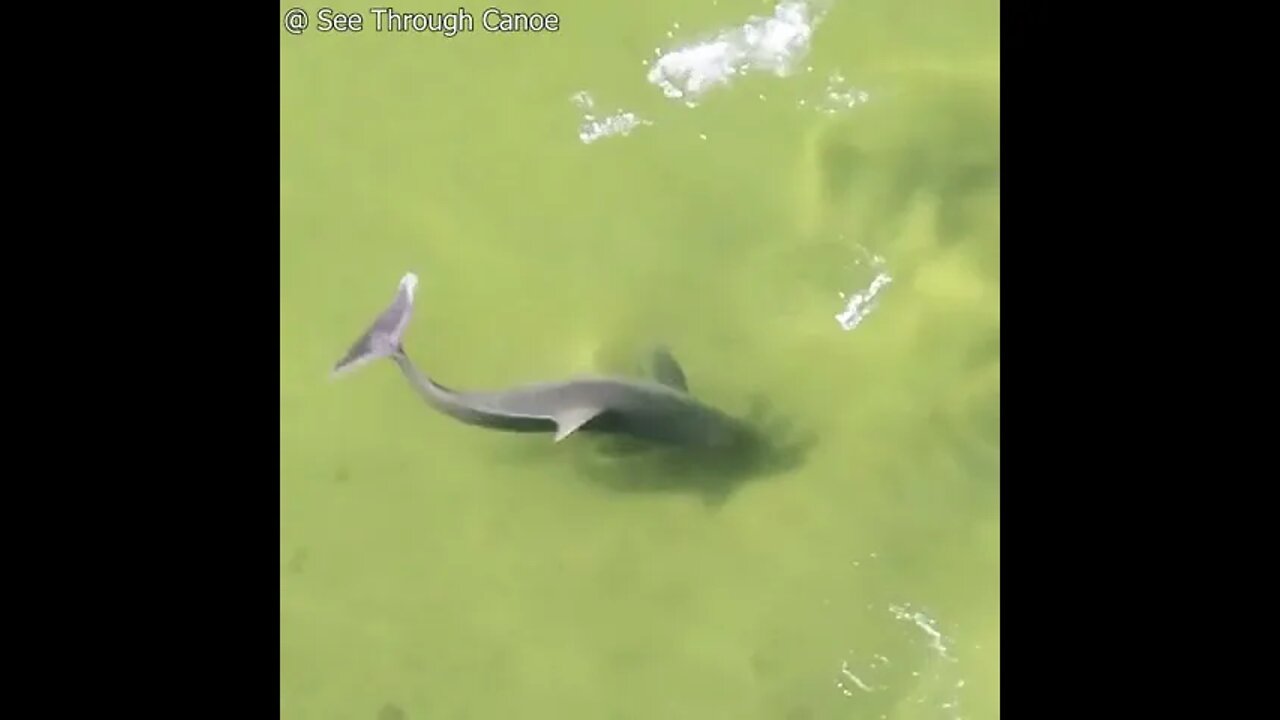 Dolphins Speed & Agility Is Surprising