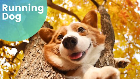 Crazy corgi