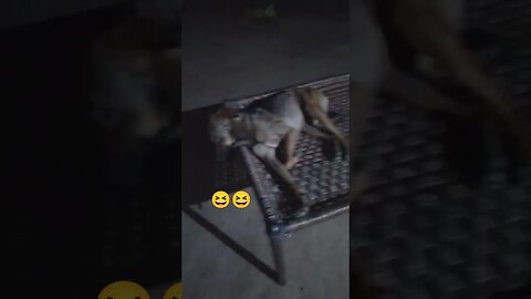 aaisa kutta ni dekha hoga # new #viral #funny #funny