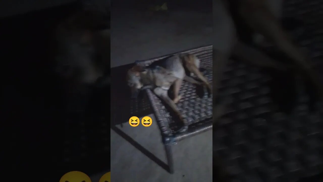 aaisa kutta ni dekha hoga # new #viral #funny #funny