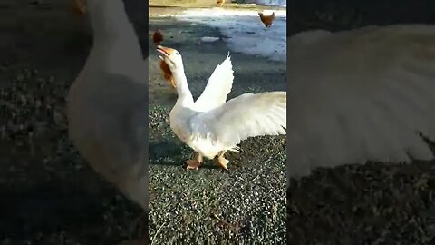 #guardgoose #goose #farm #farmanimals #farmlife #homesteading #homestead