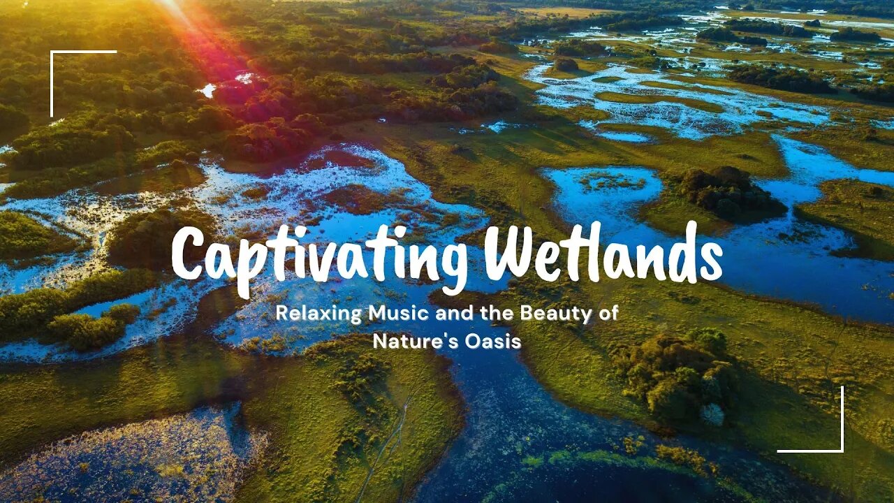 Nature's Captivating Wetlands | Majestic Flora and Fauna | Immersive Relaxing Music #naturebeauty